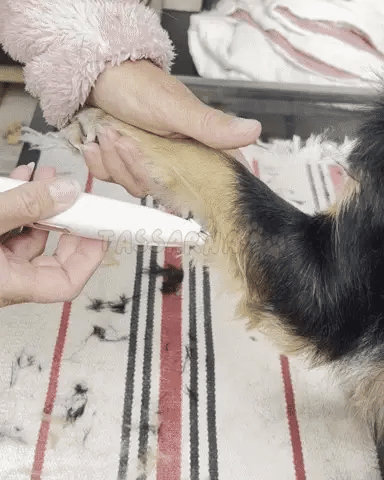 Tondeuse pour Patounes de Chien - design ergonomique et silencieux